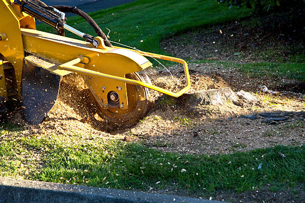 Crest, CA Tree Services Company